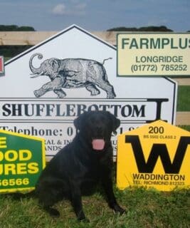dog sitting in front of business logo sign boards